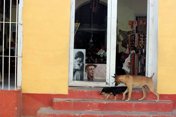 Kuubalaiset koirat. Kuva: Petra Kuivala