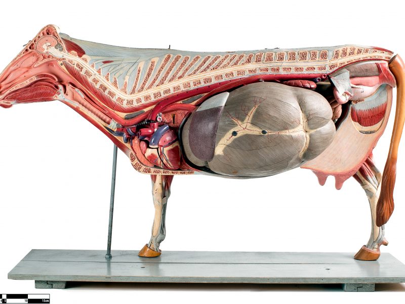 Lehmän anatomia. Kuva: Wikipedia.