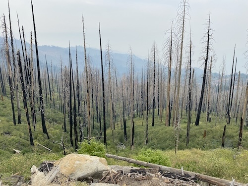 Metsäpalojen jälkiä Kaliforniassa.