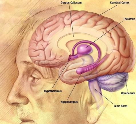 NIA_human_brain_drawing